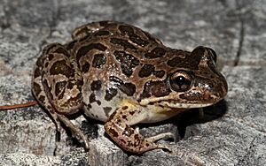 Barking Marsh Frog (Limnodynastes fletcheri) (8613531792)