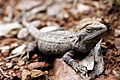 Bearded dragon04