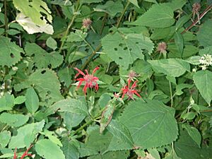 Bee Balm