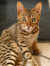 Bengal cat1