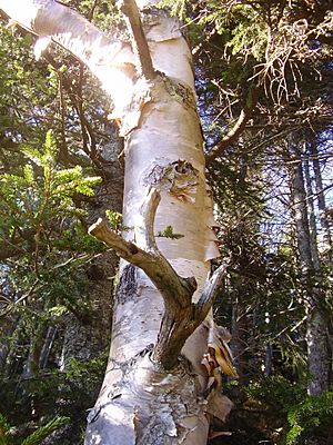 Betula cordifolia bark.jpg