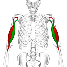 Biceps brachii muscle06
