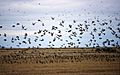 Bird Migration at Oak Hammock Marsh (48241173106)