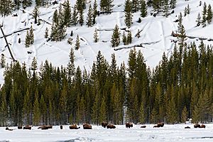 Bison grazing in winter