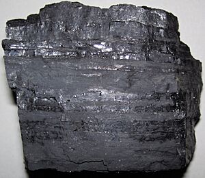 Bituminous coal (Pikeville Formation, Middle Pennsylvanian; Rt. 15 roadcut north of Jackson, Kentucky, USA) 1