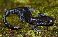 Blue Spotted Salamander (Ambystoma laterale) (44133419344).jpg