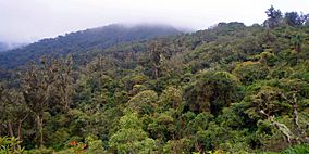 Bolivia, Amboró National Park, 2009.jpg