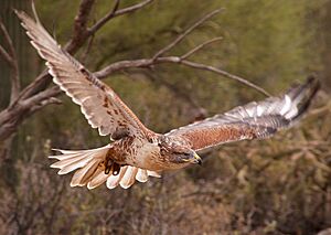 Buteo regalis -Arizona-Sonora Desert Museum, Tuscon, USA-8a.jpg