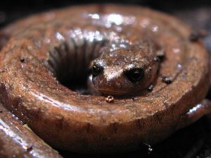 California slender salamander (Batrachoseps attenuatus).JPG