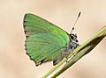 Callophrys May 2014-1a