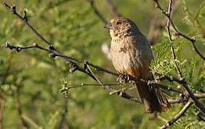 CanyonTowhee-1MAY2017