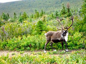 Caribou Fort Greely