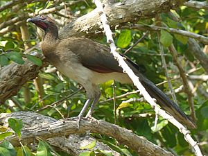 Chestnut-winged Chachalaca.jpg