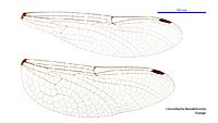 Choristhemis flavoterminata female wings (34927978361)
