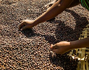 Coffee berry sorting process, near Hawassa