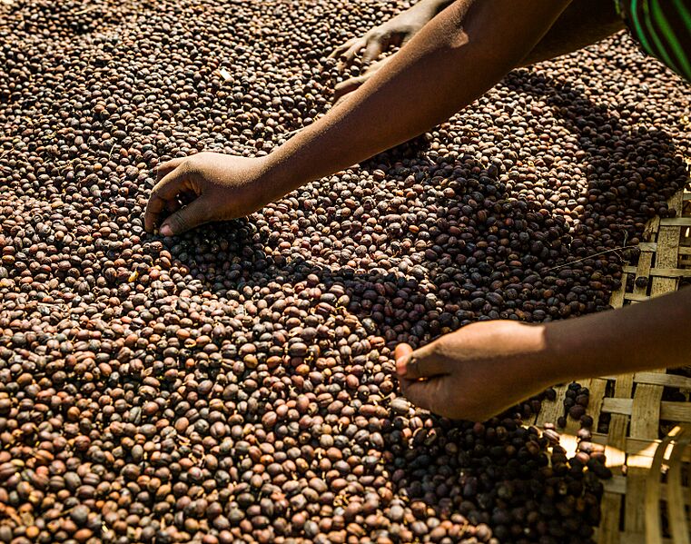 Coffee berry sorting process, near Hawassa