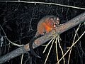 Coppery Brushtail Possum (3625102158)