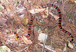 Coralillo (Micrurus nigrocinctus) (6955307478).jpg