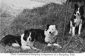 Cumberland-sheepdog.jpg