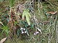 Dendrobium kingianum (habit)