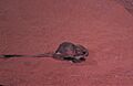 Desert kangaroo rat standing on sand - DPLA - 30d6e00e989ea1b731b59ac653804d74