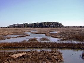 Eastern Shore of Virginia National Wildlife Refuge, VA. Credit- USFWS (11803670733).jpg