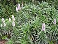 Echium virescens0