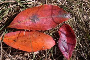 Elaeocarpus costatus leaves.JPG