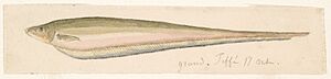 Electric Glass Knifefish.jpeg