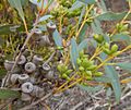 Eucalyptus diversifolia fruit