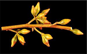 Eucalyptus fruticosa buds