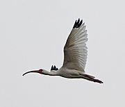Eudocimus albus -Brazos Bend State Park, Fort Bend County, Texas, USA -flying-8