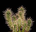 Euphorbia ferox2 ies