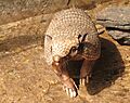 Euphractus sexcinctus2