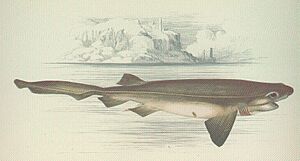 FMIB 46035 Six-Gilled Shark