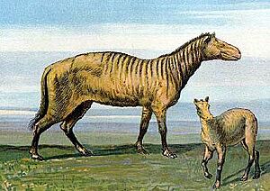 F John Series 2 Protorohippus card 5 cropped