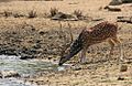 Flickr - Rainbirder - Cheetal Stag