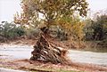Flood damage, tree in Blue Hole Park, Georgetown, TX Nov 2001