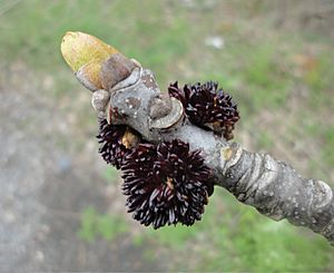 Fraxinus americana (Oleaceae)