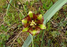 Fritillaria lusitanica 2601