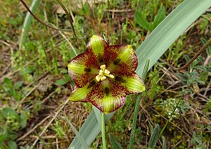 Fritillaria lusitanica 2601