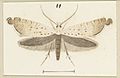 Glyphipterix achlyoessa Fig 11 Plate XXXIII (cropped)