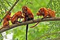 Golden lion tamarin family