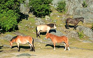 Gotlandsruss-slottsskogen-goteborg