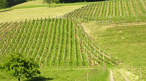 GrapeField