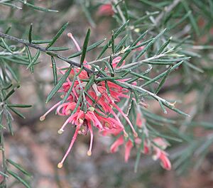 Grevillea Dargan Hill