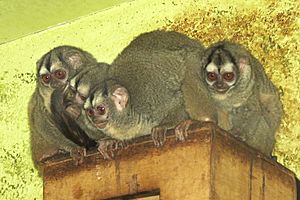 Grey-bellied Night Monkeys (Aotus lemurinus griseimembra).jpg