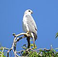 Grey Goshawk (Accipiter novaehollandiae) 2370