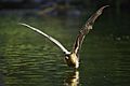 Grey headed flying fox - skimming water - AndrewMercer - DSC00530