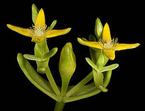 Gunniopsis intermedia (8693024176).jpg